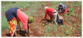 Project Activities